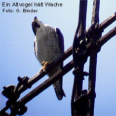 Der Altvogel auf dem Foto sitzt auf dem Turmkreuz der Stadtkirche.