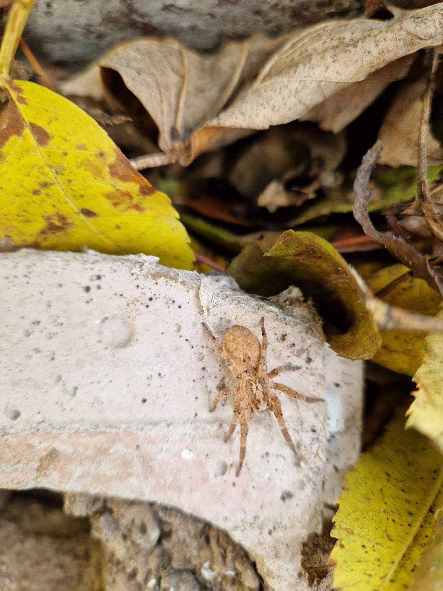 Nosferatu-Spinne, die im verlassenen Kleibernest lebt (Foto: Ines Kramer)