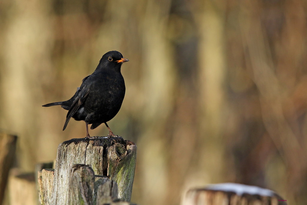 Amsel (Foto: Jürgen Podgorski/naturgucker.de) 