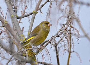 Foto: Grünfink (Jens Winter/naturgucker.de)