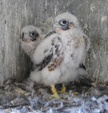 Jungfalken, ca. 3 Wochen alt Foto: BUND/W.Barth