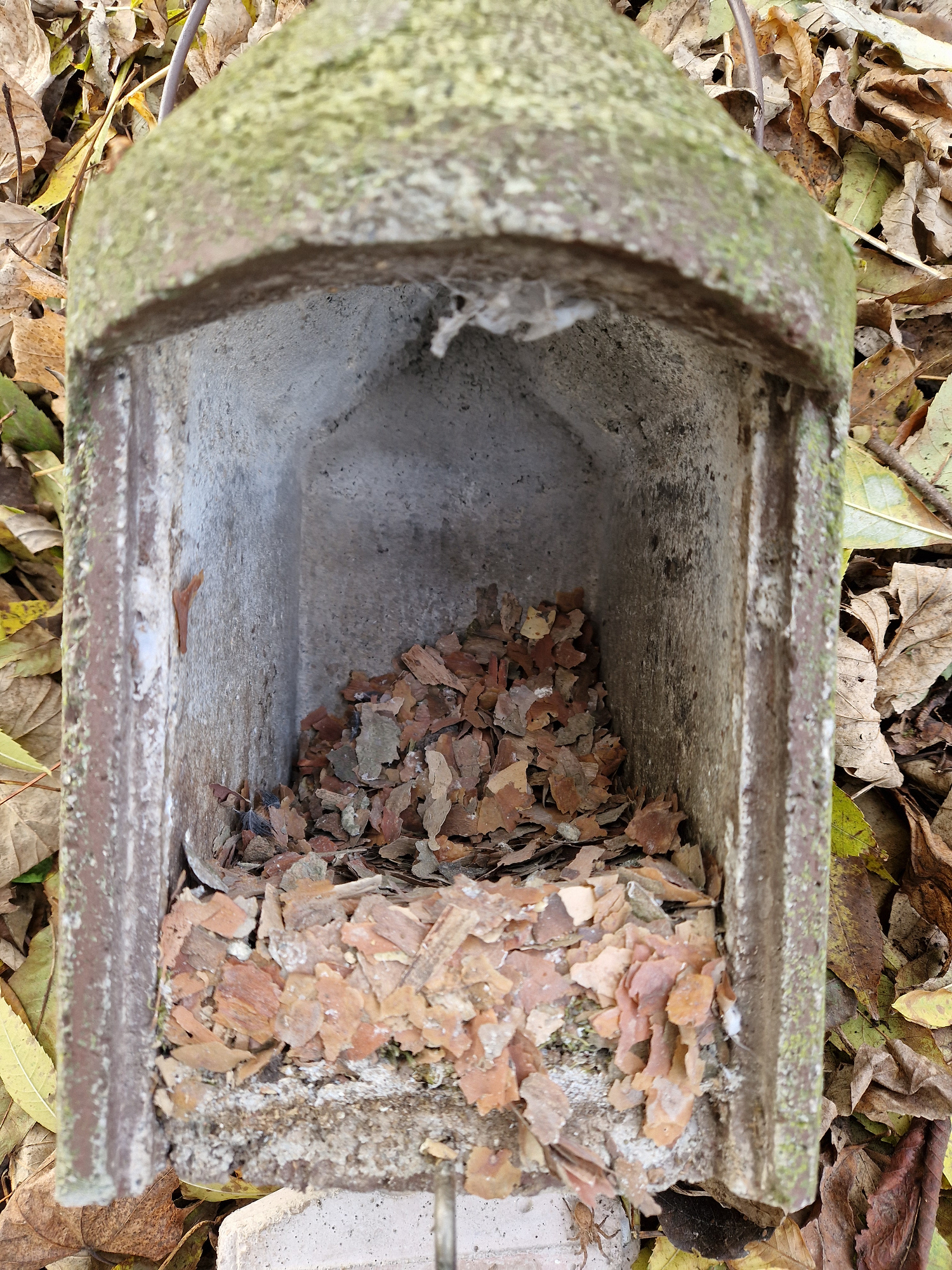 Kleibernest bestehend aus kleinen Rindenstücken (Foto: Ines Kramer)