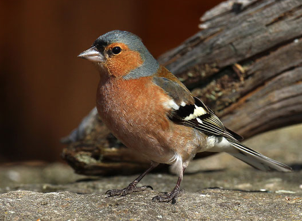 Foto: Buchfink (Eric Fischer/naturgucker.de)