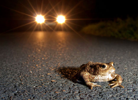 Wandernde Erdkröte. Viele werden überfahren. (Foto: J. Fieber)