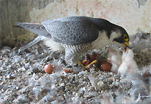 9. April 2011, 17.42 Uhr: Der dritte Jungfalke ist da