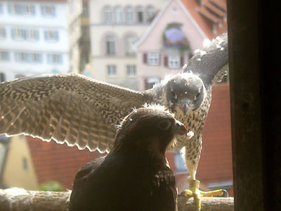 Vor dem Ausfliegen werden die Schwingen trainiert. Foto: BUND/W.Barth