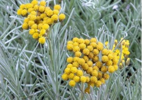 Immortelle – Die Unsterbliche