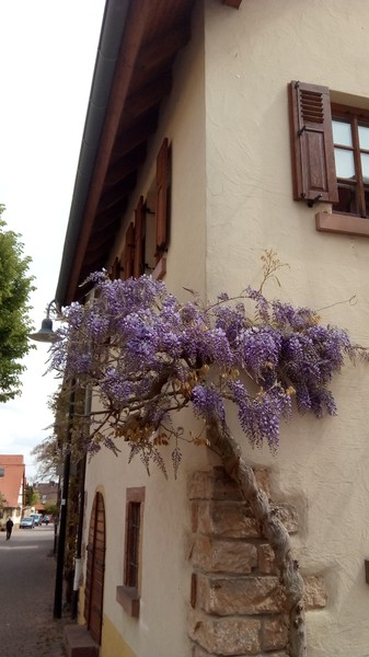 Hausansicht im Frühjahr mit Glyzinie