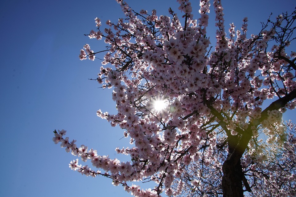 Mandelblüte im März