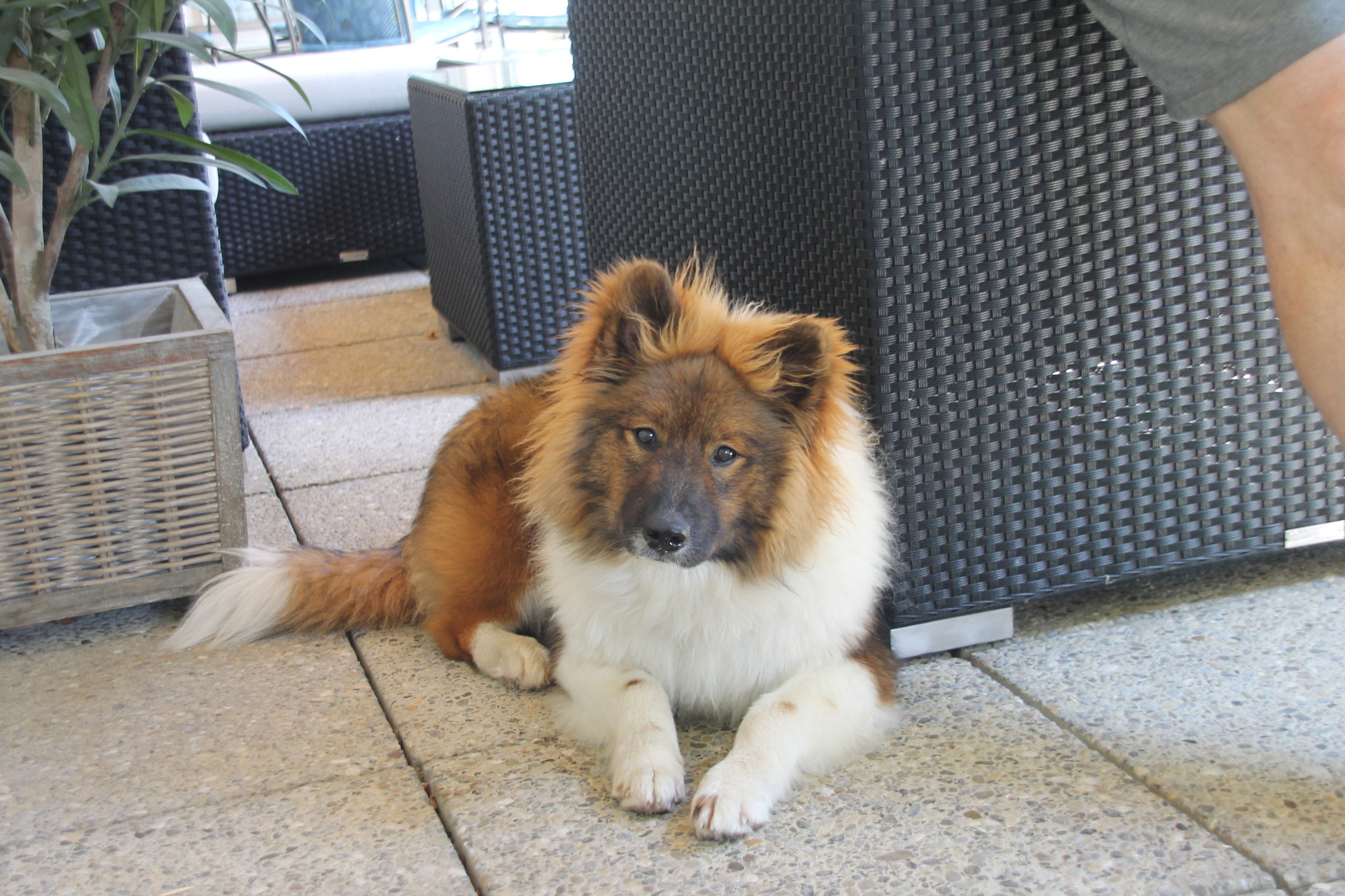 meine Cherina