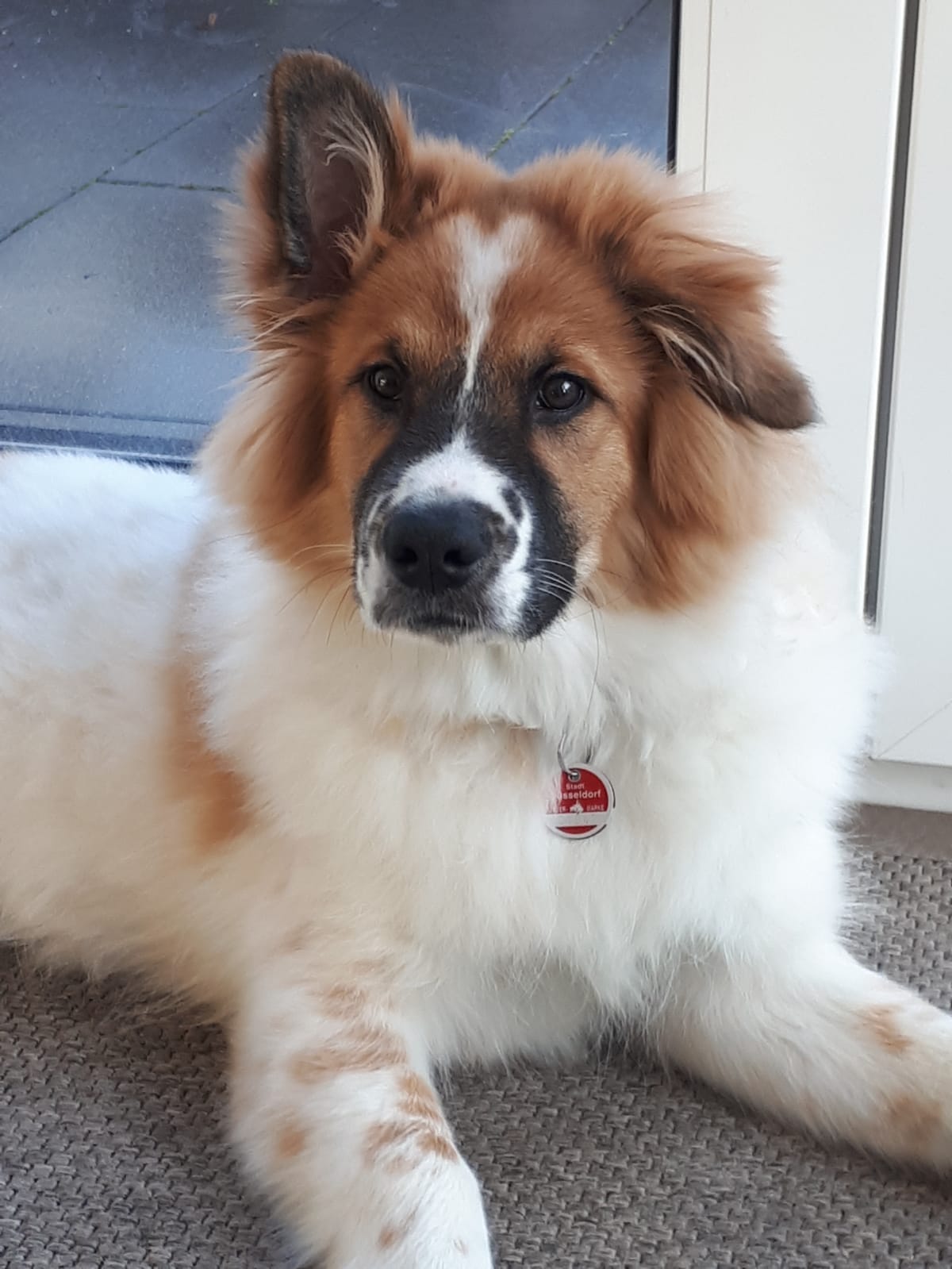 Geliko, ein Abbild vom Papa Anjuk