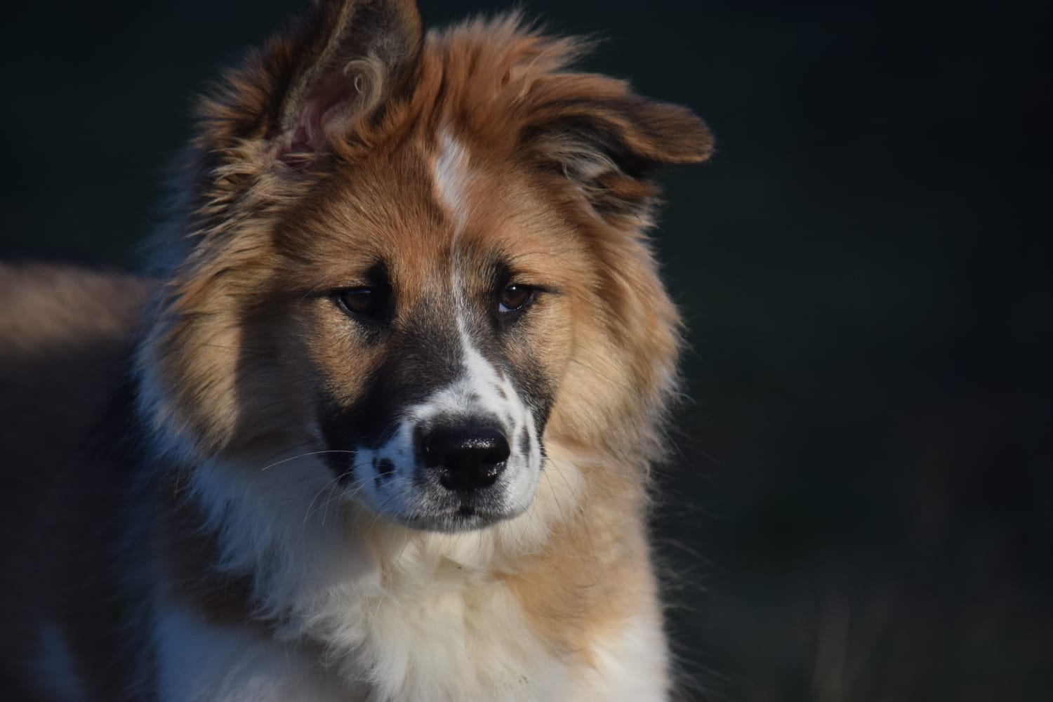 Gelja