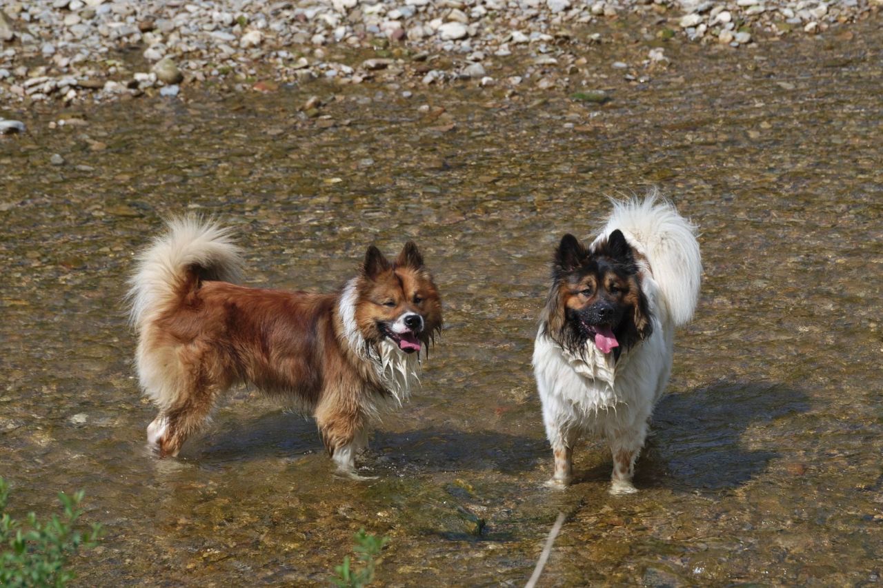 Elvis und Fedori