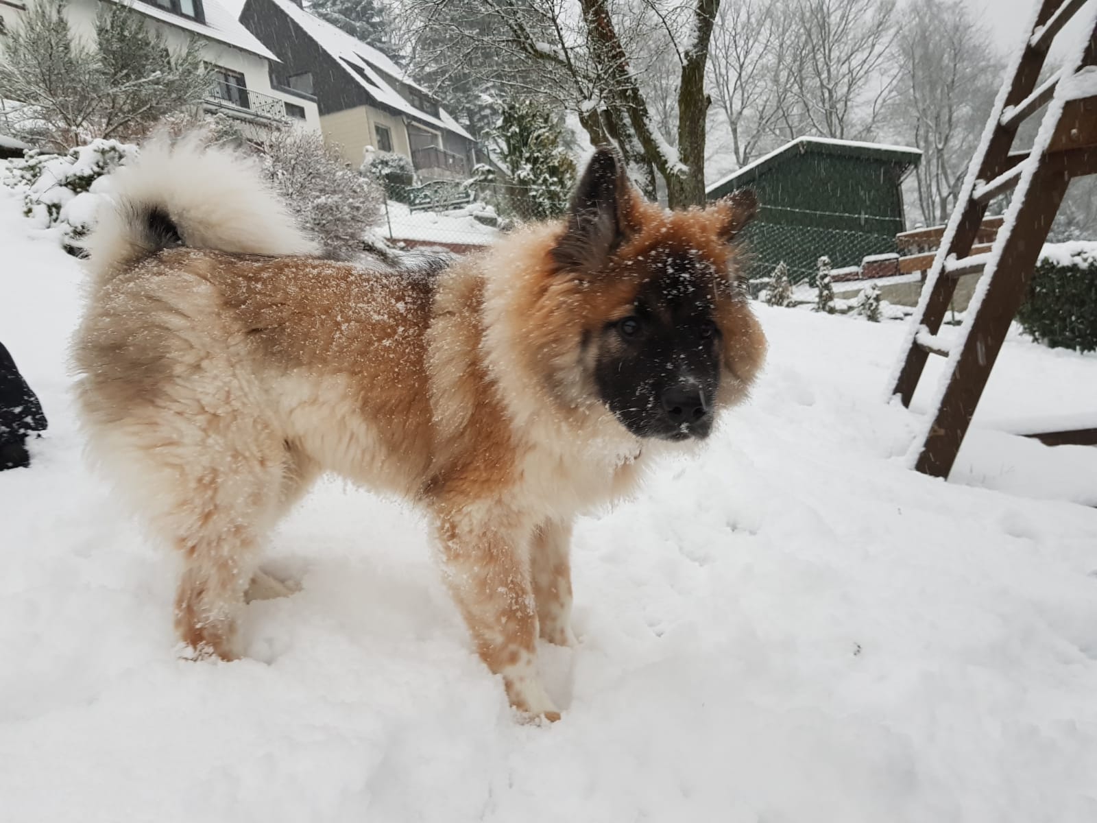 SCHNEE-Elo