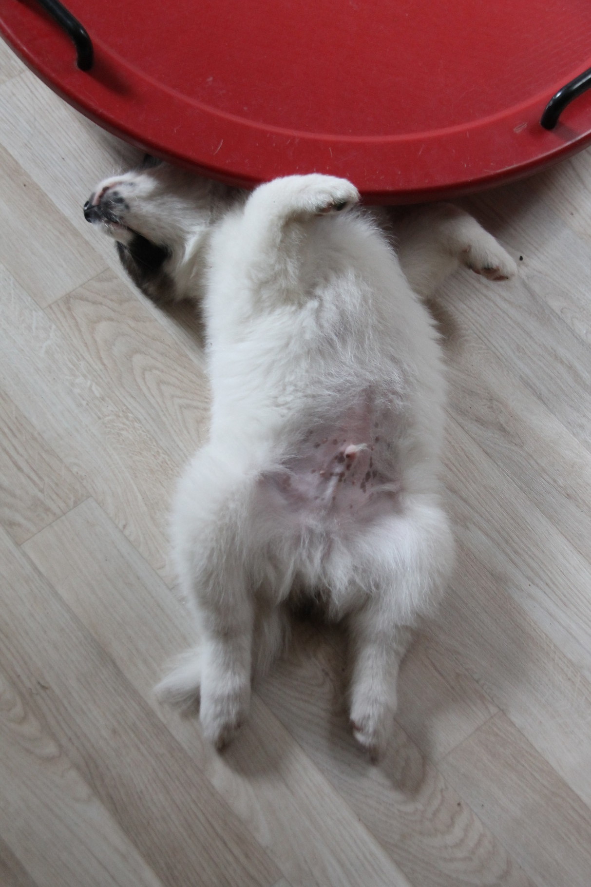 Dasko chillt