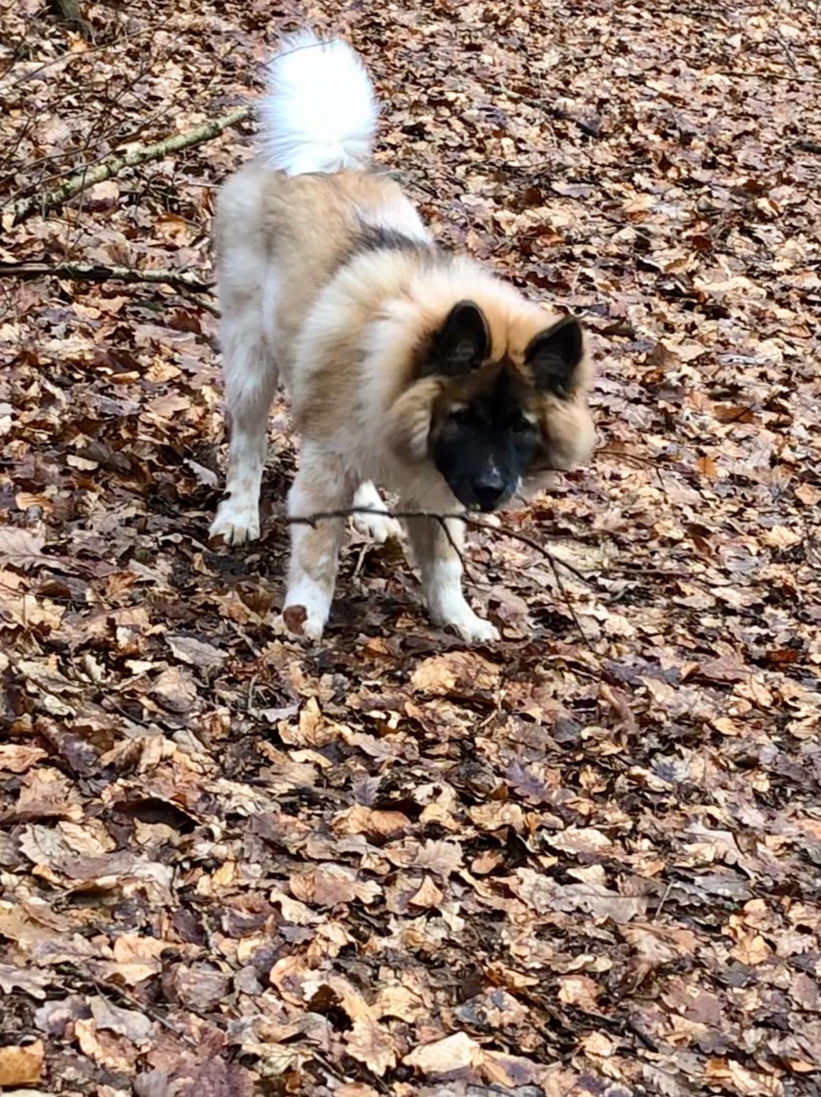 alles mein Wald