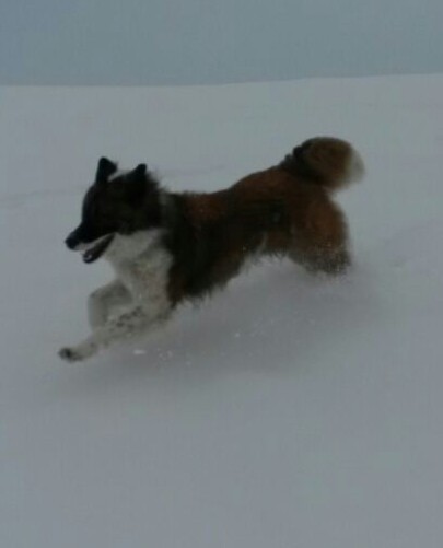Balino im Schnee-Flug!