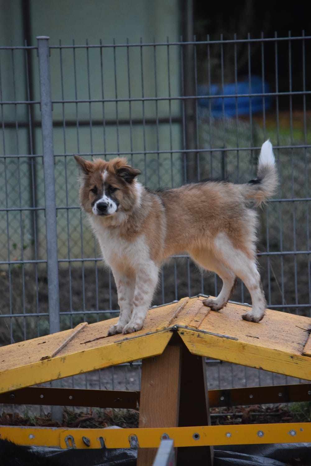 Gelja in der Hundeschule