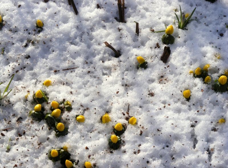 Winterlinge im Weinheimer Hermannshof