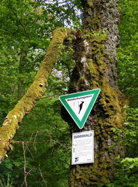 Waldschutzgebiet "Bannwald"