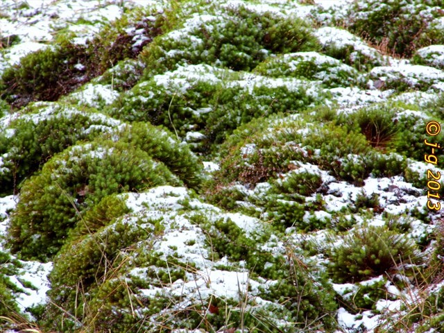 Das Moor im Winter