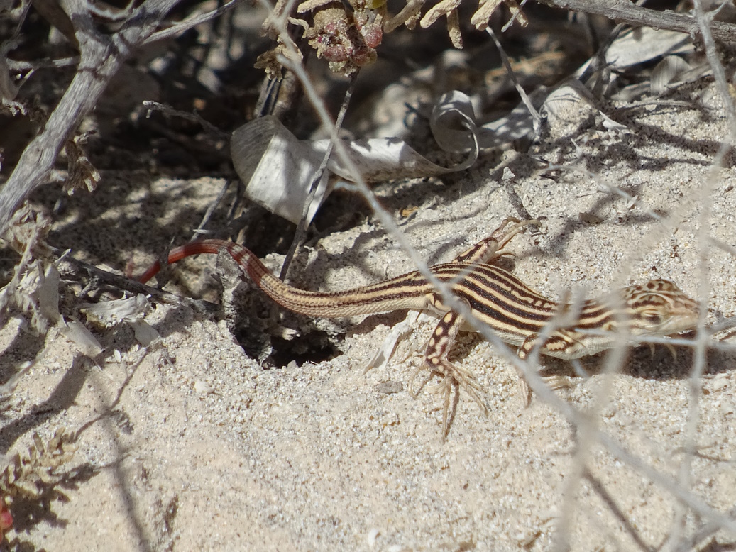 LAGARTIJA COLIRROJA (Acanthodactylus erythrurus)