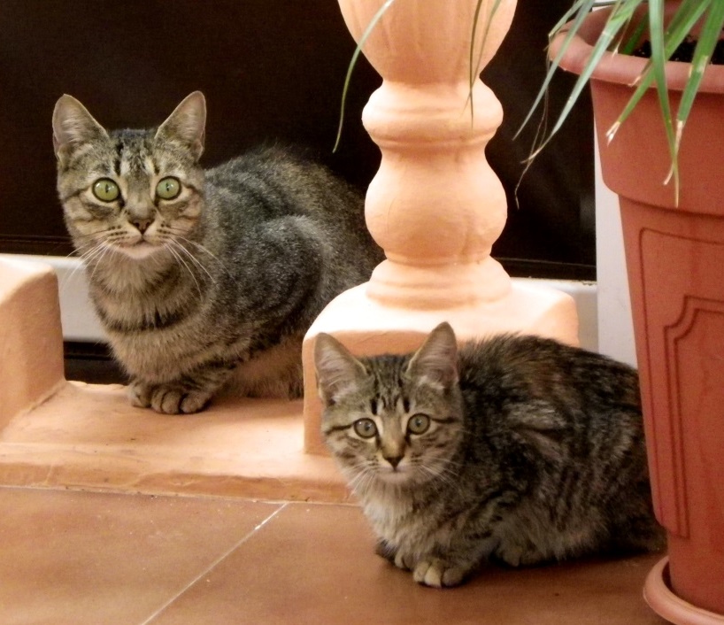 GATO DOMÉSTICO (Felis silvestris catus)