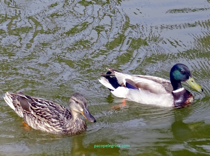 ÁNADE REAL (Anas platyrhynchos)