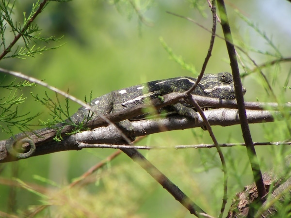 CAMALEÓN COMÚN (Chamaeleo chamaeleon)