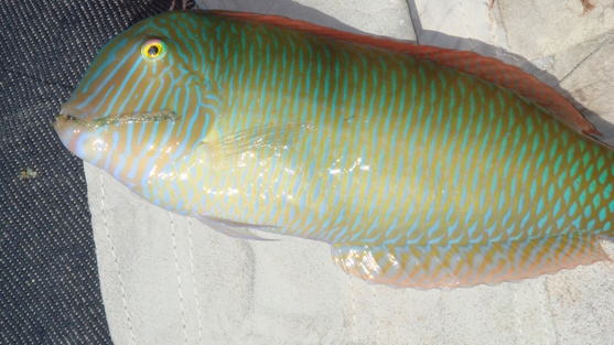 PEZ PEINE (Xyrichtys novacula)