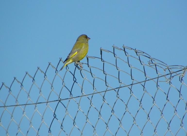 VERDERÓN COMÚN (Chloris chloris)