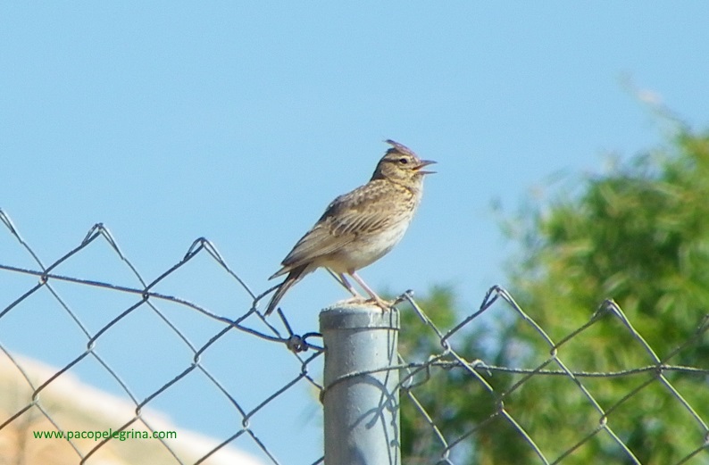 ALONDRA COMÚN (Alauda arvensis)