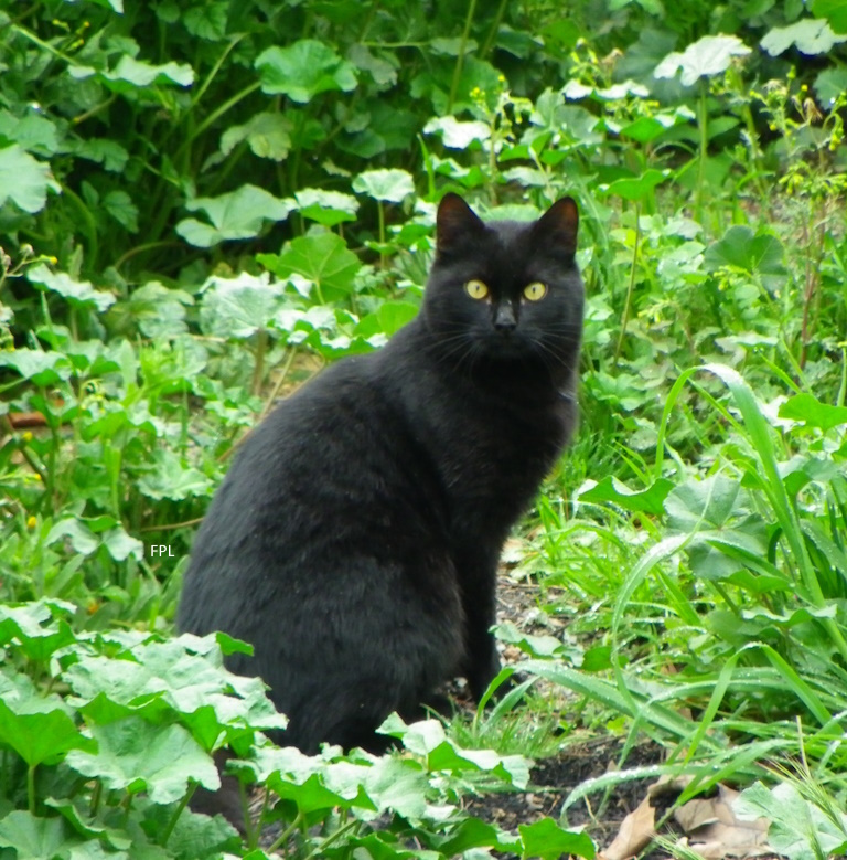 GATOS NEGROS. Superstición o leyenda
