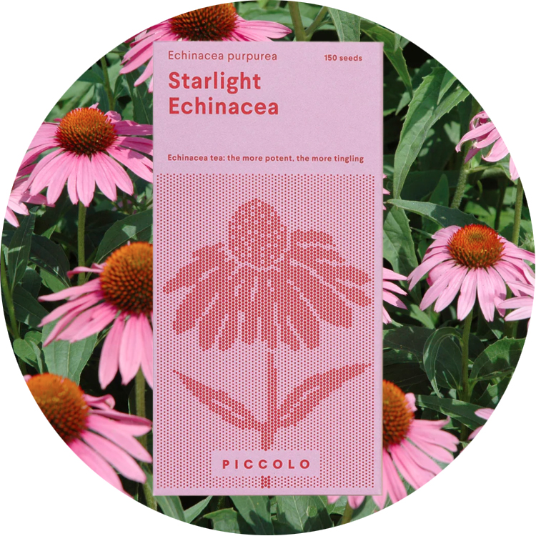 Saatgut von Piccolo Seeds!