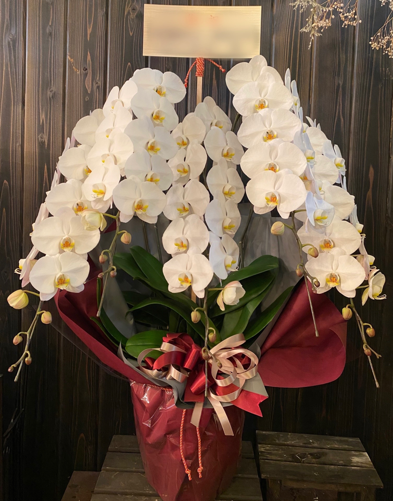 胡蝶蘭