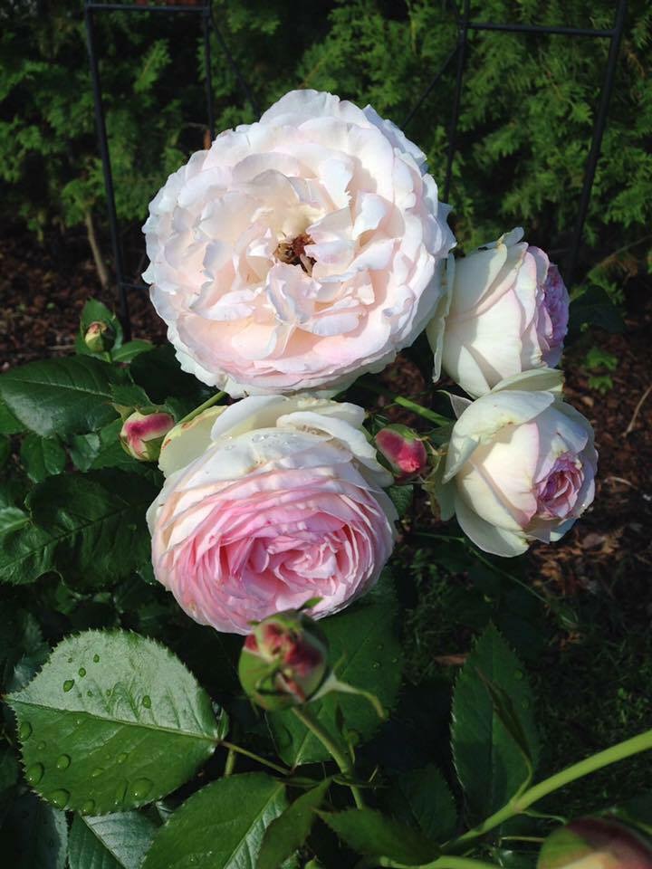 rose garten historische rose rosa