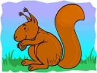 ARDILLA