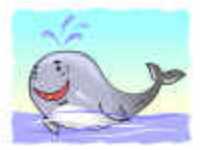 BALLENA