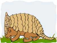 ARMADILLO