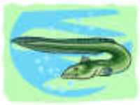 ANGUILA