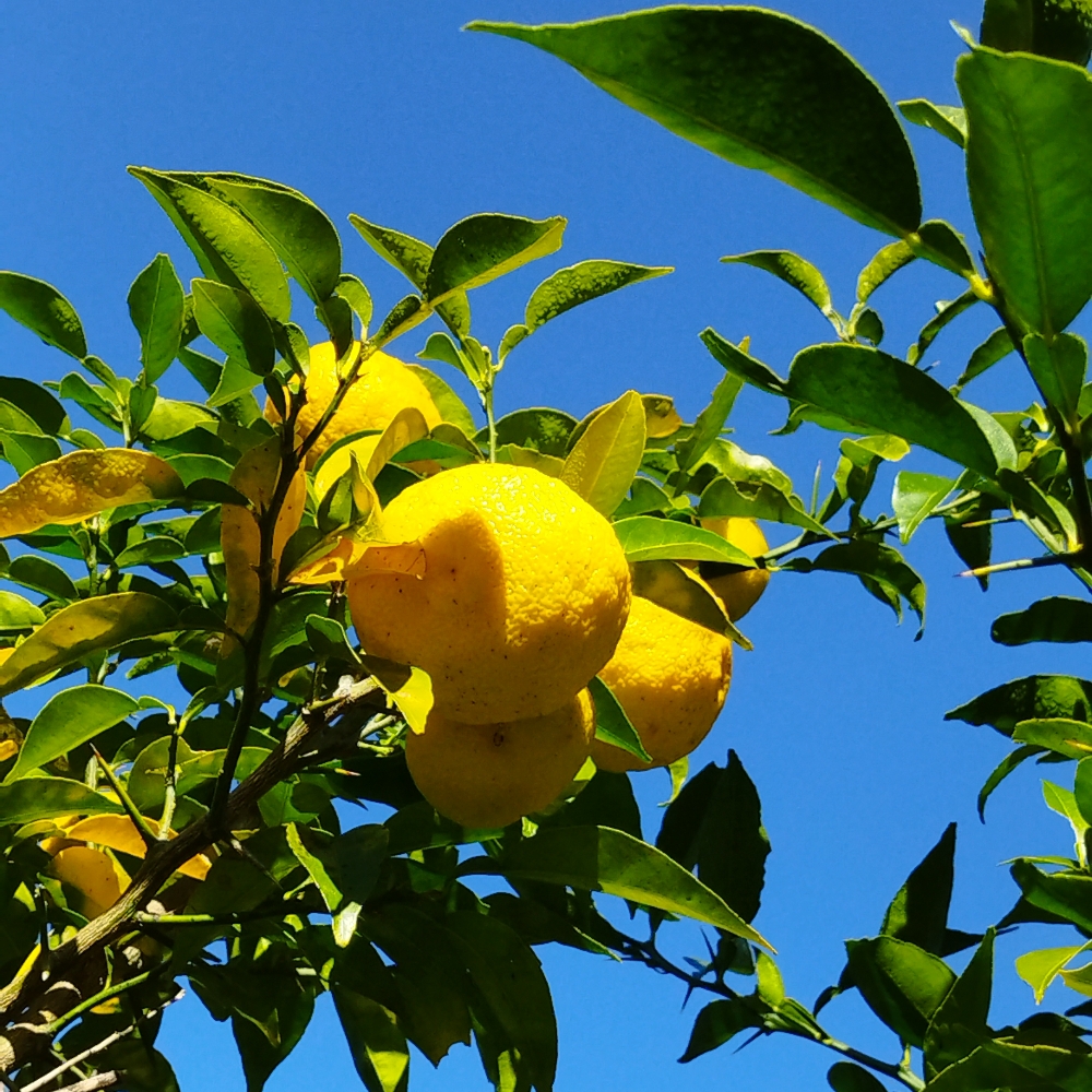 柚子の小松へようこそ - 無農薬柚子- ゆずの涼