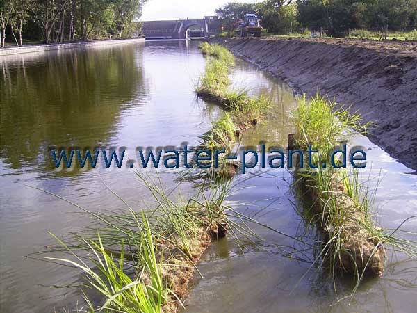 Schutz einer Flachwasserzone aus Röhrichtwalzen