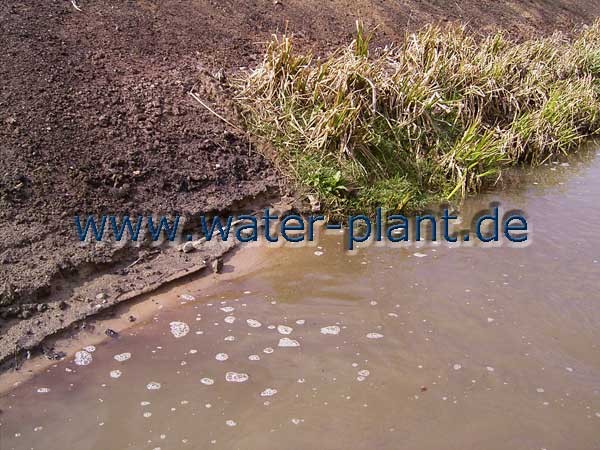 Röhrichtmatten schützen das Ufer vor einsetzender Erosion