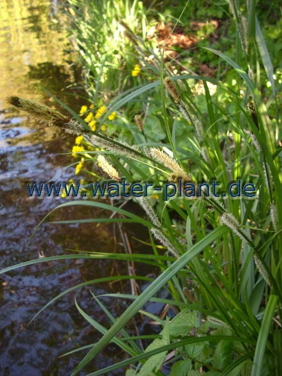 blühende Seggen in einer Röhrichtwalze