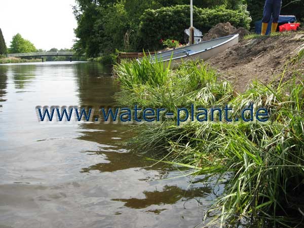 Röhrichtmatten nach dem Ausrollen am Ufer