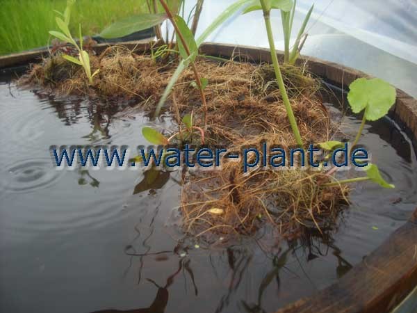 Pflanzrolle mit Pflanzen WaterPlant