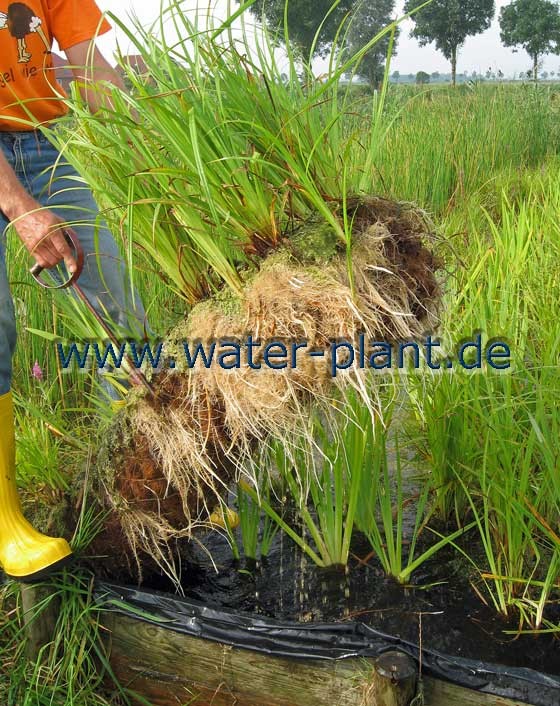 Röhrichtwalze im Anzuchtbecken