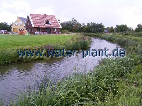 Entwicklung der Röhrichtmatten zwei Jahre nach dem Einbau