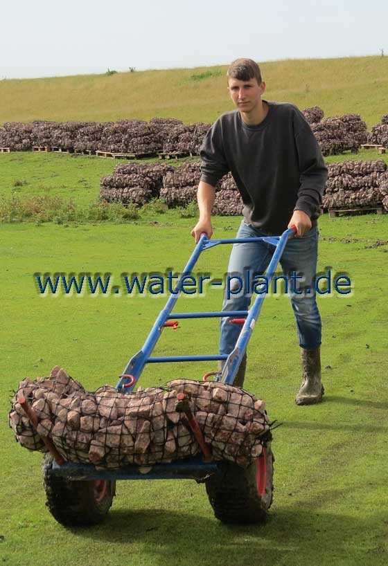 Steinwalzen können per Sackkarre bewegt werden