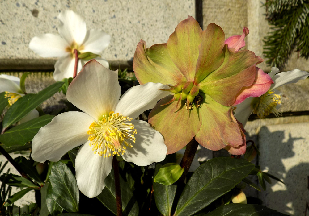 Die "Verrückte" und der Gottessohn- Helleborus  spec.